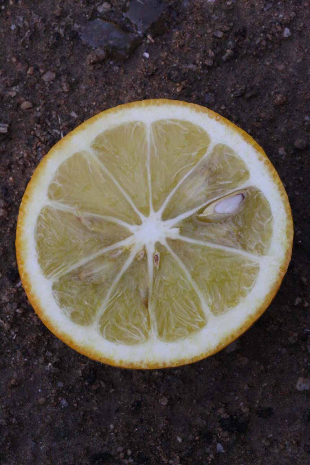              Fruit cross-section (Riverside, CA)       